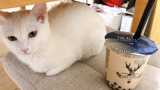 ご飯が待ちきれずに鳴く子猫【こまち成長記#1】
