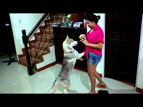 Thania 8 month old husky