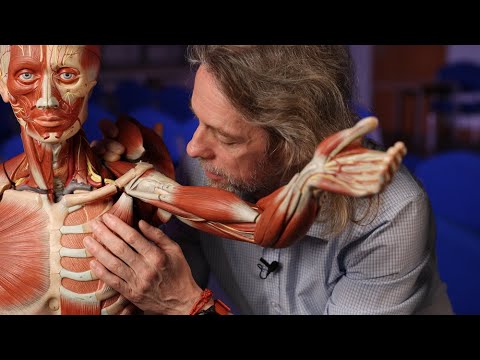 Insertions and origins of shoulder girdle muscles