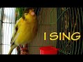 For training Canary singing (Russian singer canary singing) Original Song. Для обучения канареек