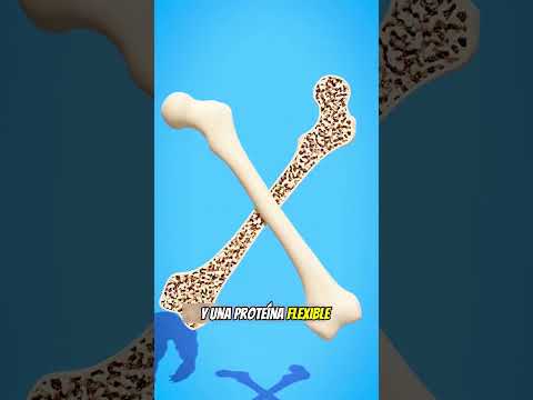 ¿QUÉ TAN FUERTES son los HUESOS HUMANOS? 😱