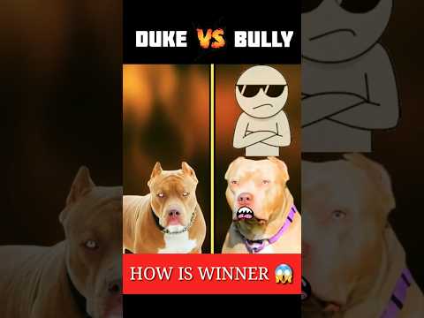 Duke vs Bully 🤯 Comparison video #shorts #duke #bully