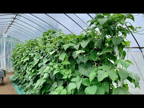 なぜ庭でランナーインゲンを栽培するのでしょうか？この食用および観賞用の植物についてすべてを知る  庭園