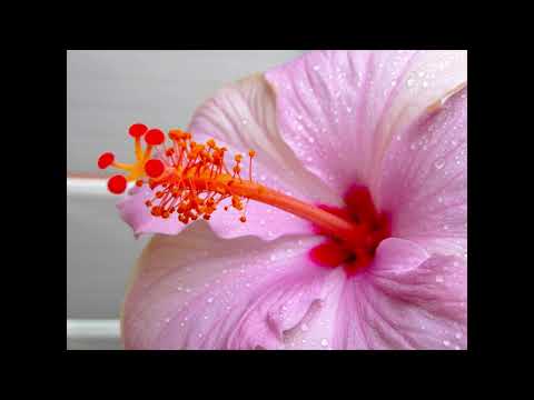 Soledad - Westlife - Alt Stimme zum Mitsingen