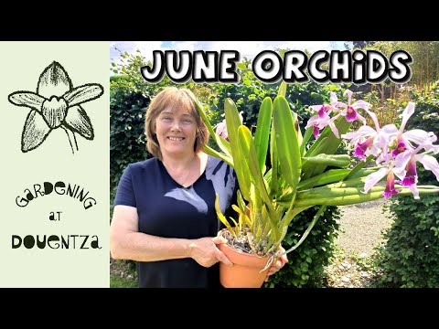 My June Orchids in Bloom - windowsill cattleya news & sobralia repot