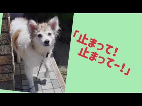 ワンワンU・x・Uお悩み相談室5️⃣4️⃣〜坂井市「サニーくん」#駐車場内での運転は慎重に周りの安全確認を👀