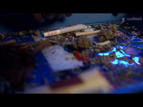 TV3 uudised: narkootikumide tarvitamine kasvas pea kõigis Eesti linnades. Esikohal on endiselt kanep