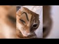 Vengaboys Parada De Tettas Nightcore Reverb