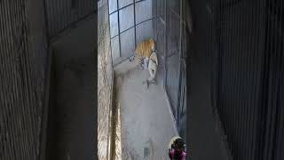 Tiger Attacks Guard During Feeding—Trained Man Fights Back and Safely Secures the Beast in Dramatic