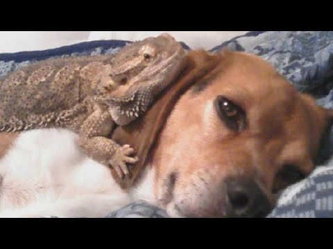 Lizard And Dog Best Friends