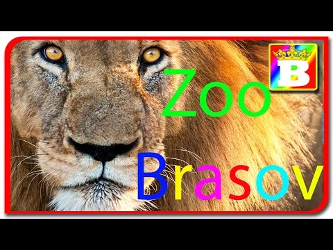 Zoo Brasov. Invatam animalele domestice si salbatice impreuna cu Bogdan`s Show