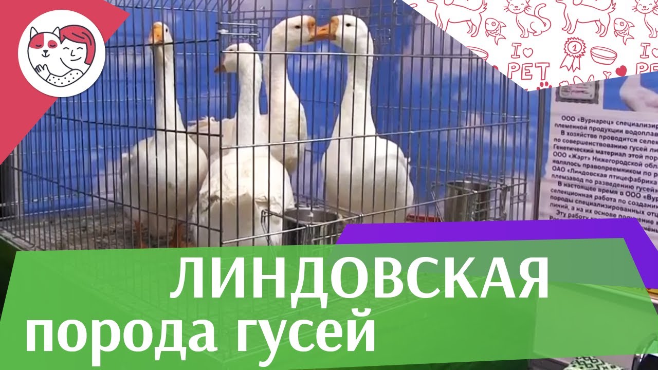 Порода гусей ЛИНДОВСКАЯ Агропромышленная выставка Золотая осень 2016 iLikePet