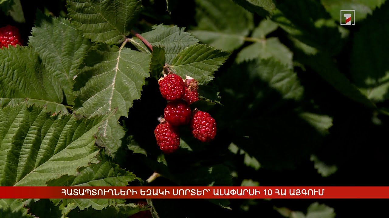 Հատապտուղների եզակի սորտեր՝ Ալափարսի 10 հա այգում