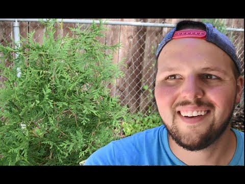 Planting White Cedar // The Humble Gardener