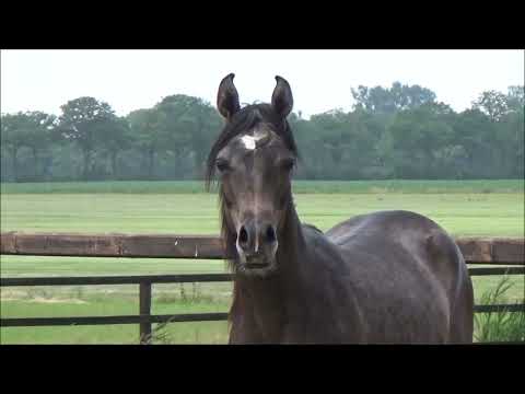 Fletcher K.A.: EKS FARAJJ x WH JUSTICE