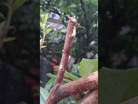 生命自會找到出路#栽種