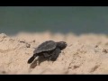 ECOOCEAN Turtles Tortugas