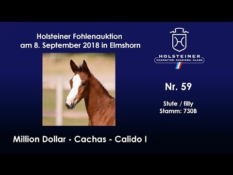 Holsteiner Fohlenauktion | Nr. 59 v. Million Dollar - Cachas
