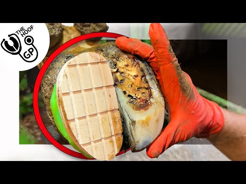 this hoof has a SERIOUS DOUBLE SOLE!!!