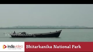 Endangered Crocs at Bhitarkanika National Park, Odisha 