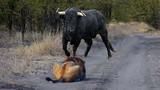Download lagu TOP 8 !! Pertarungan MUSUH BEBUYUTAN Singa VS Banteng/Kerbau Afrika mp3