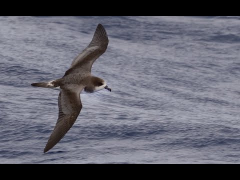 Bermuda Petrel off Nonsuch Island, November 2015