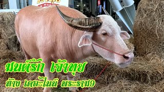 น้องออมสิน 😊 จากฟาร์มควายงาม จ.นครนายก  งาน มนต์รักเจ้าทุย ห้างเดอะไนน์ พระราม9 26-28 เมษายน 2567