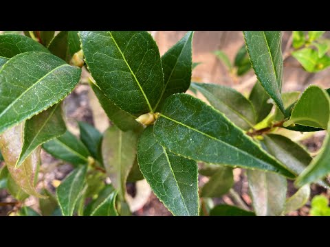 3 Months After Prune, Camellia “Taylor's Perfection" (4K) August 23, 2023