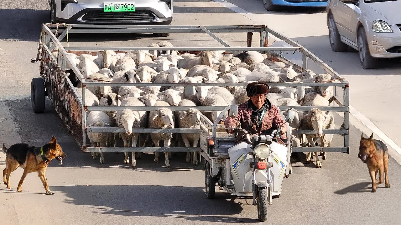 Poor Chinese Farmer Built Genius Invention to Move His Sheep
