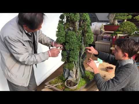 Mr.Kimura is making rock planting.