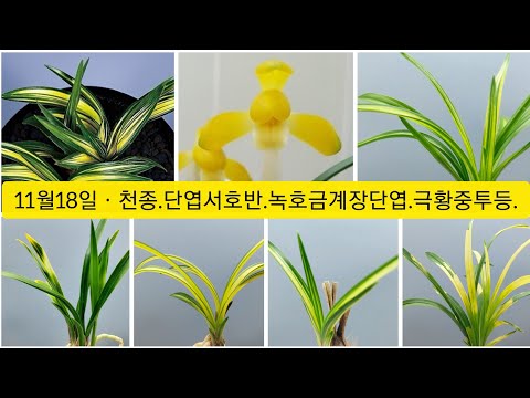 유튜브 썸네일