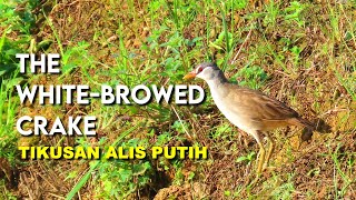 Download lagu White-Browed Crake | Burung Tikusan Alis Putih mp3