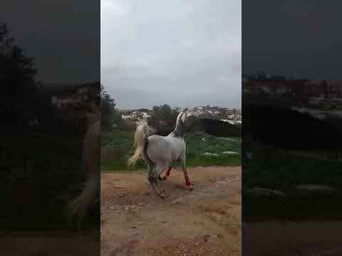 WATAN AL JUSTICE BY KINS JUSTICE BY WH JUSTICE