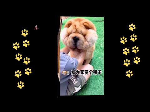 funny 🐶 dogs reactions part 26 No Languages only funny voices |Sabeera smc funny videos 2023