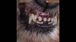 Blanck Mass - Hive Mind