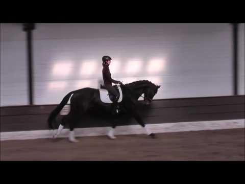 DUCATI 5j. v. Don index - Lauries Crusador xx VB 8.000,- Euro