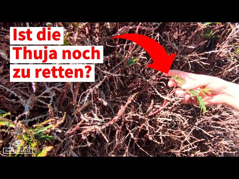 Thujahecke verbrannt - was tun? [So kannst du versuchen sie zu retten]