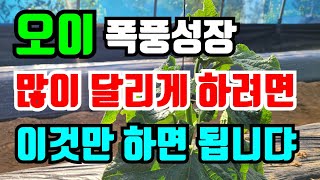 오이 순치기 이렇게 해야 마디마다 주렁주렁 달려요 오이병충해 없이 키우기