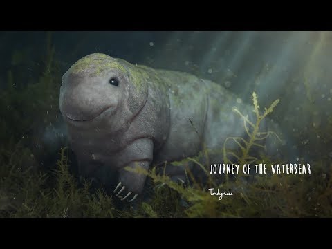 The Journey of the Waterbear - TEASER