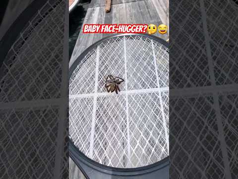 Look what was waiting to pounce on us...#spider #aliens #facehugger