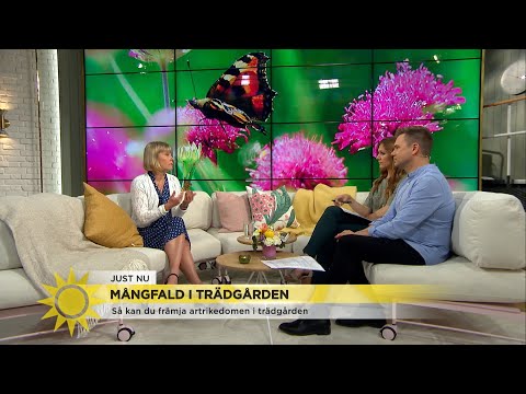 Så bidrar du till mångfald i din egen trädgård – "Plantera blå och lila blommo… - Nyhetsmorgon (TV4)