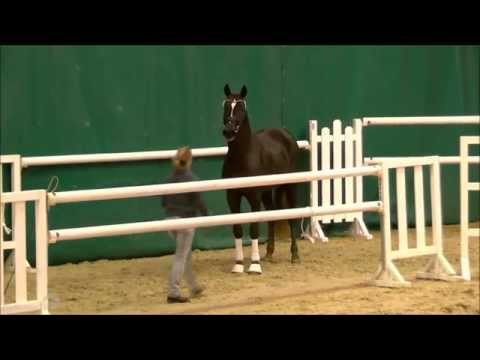 *2013 Hengst von Fürst Wilhelm - De Niro (gekört)