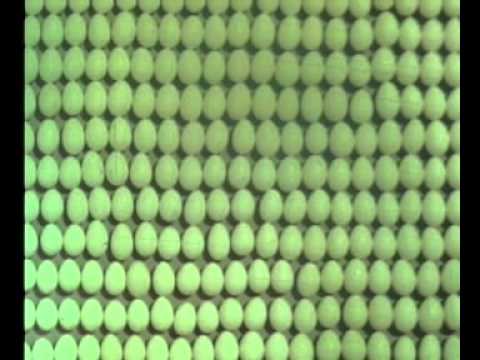 卵で証明する、というフランス的誠実さ / LUSTUCRU「LA PREUVE PAR L'OEUF」