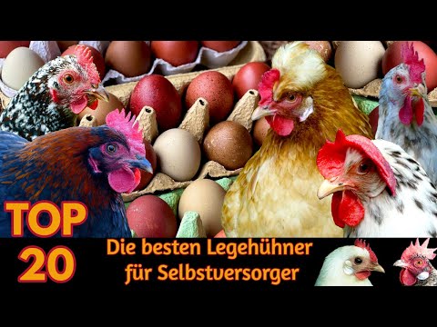 , title : 'TOP20 Die besten Hühnerrassen für Selbstversorger - Alternative Hühner die viele Eier legen 2022'