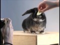 Bun Bun Bunny Bun - Parry Gripp 