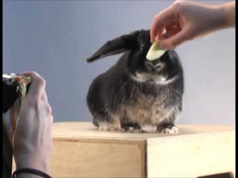 Video thumbnail for Bun Bun Bunny Bun