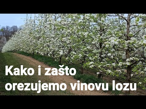 Kako i zašto se orezuje vinova loza,vinjaga?Tri metra iznad zemlje.