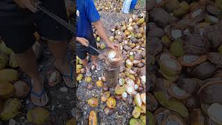 Download lagu aktivitas petani kopra. #trending #kopra #coconut #petanikelapa mp3