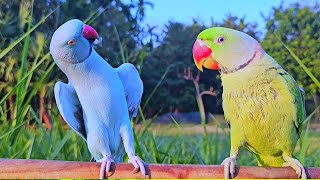 Talking Parrot Making Natural Sounds