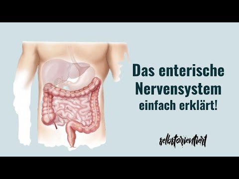 Definition des enterischen Nervensystems einfach erklärt! Aufbau | Funktion | Magen | Vegetatives NS